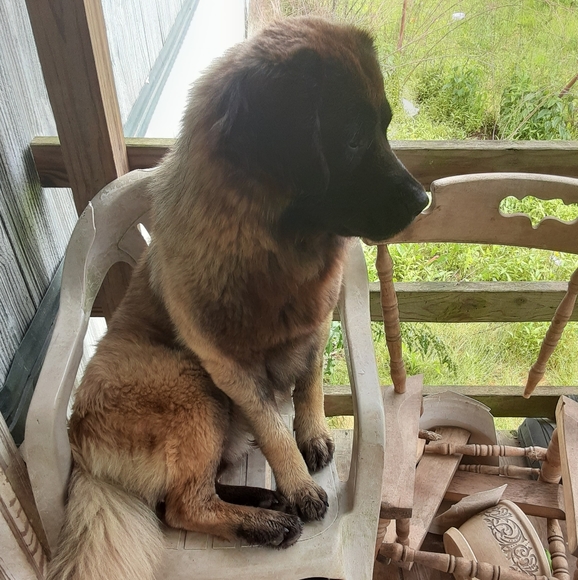 Meet your Posher, Steve - Picture 2 of 7